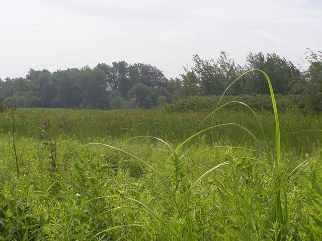 Mnoke Prairie