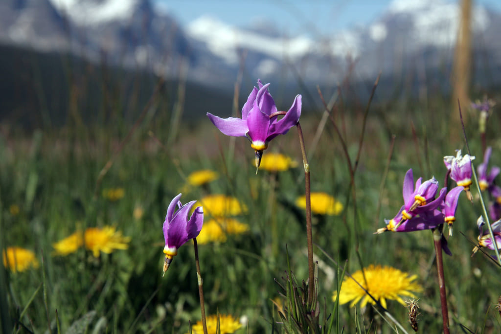 Paradise Meadow - Photo by National Park Service Digital Image Archives, Public domain, via Wikimedia Commons