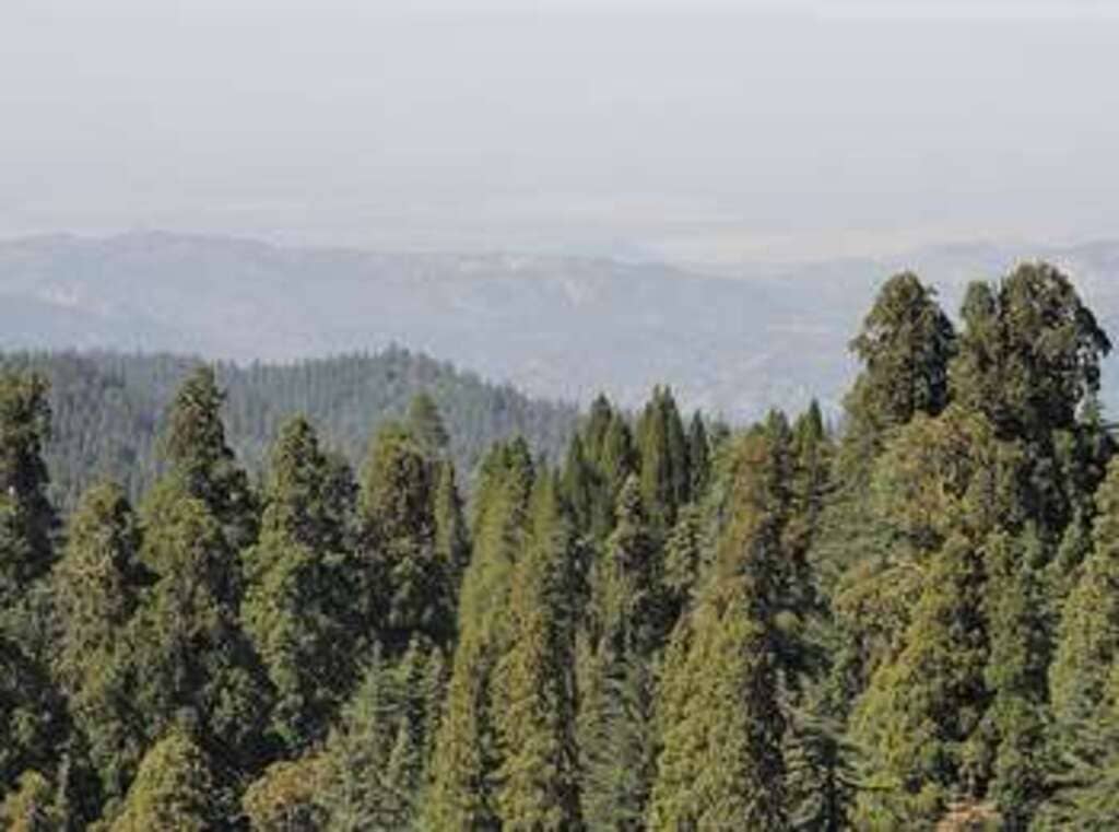 Redwood Mountain Overlook