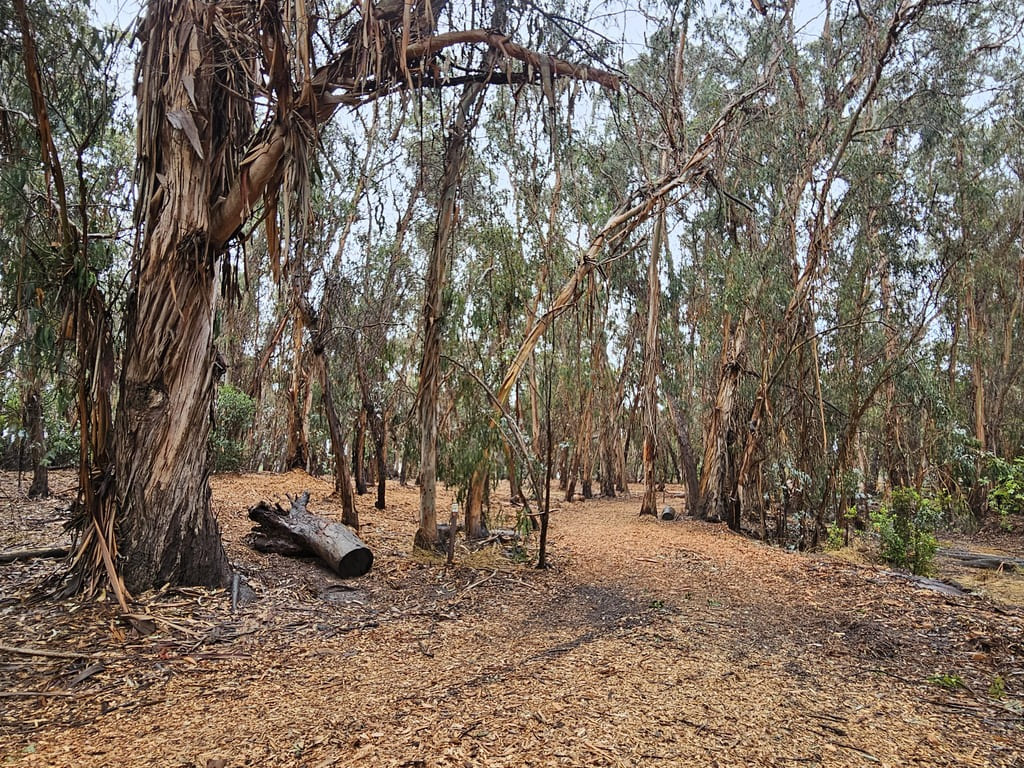 Goleta Monarch Butterfly Grove