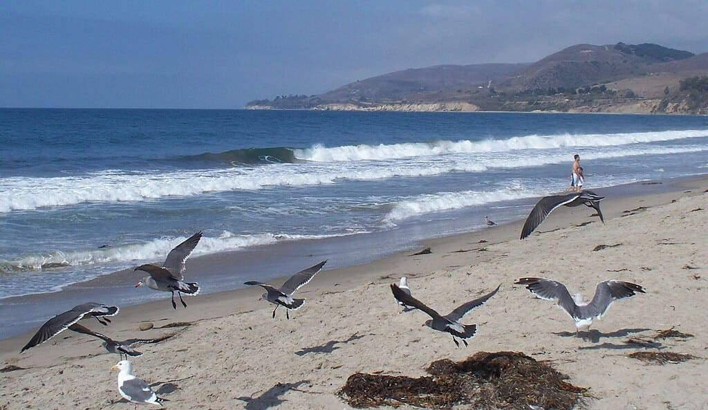 El Capitan State Beach - Photo by Konrad Summers, CC BY-SA 2.0 via Wikimedia Commons