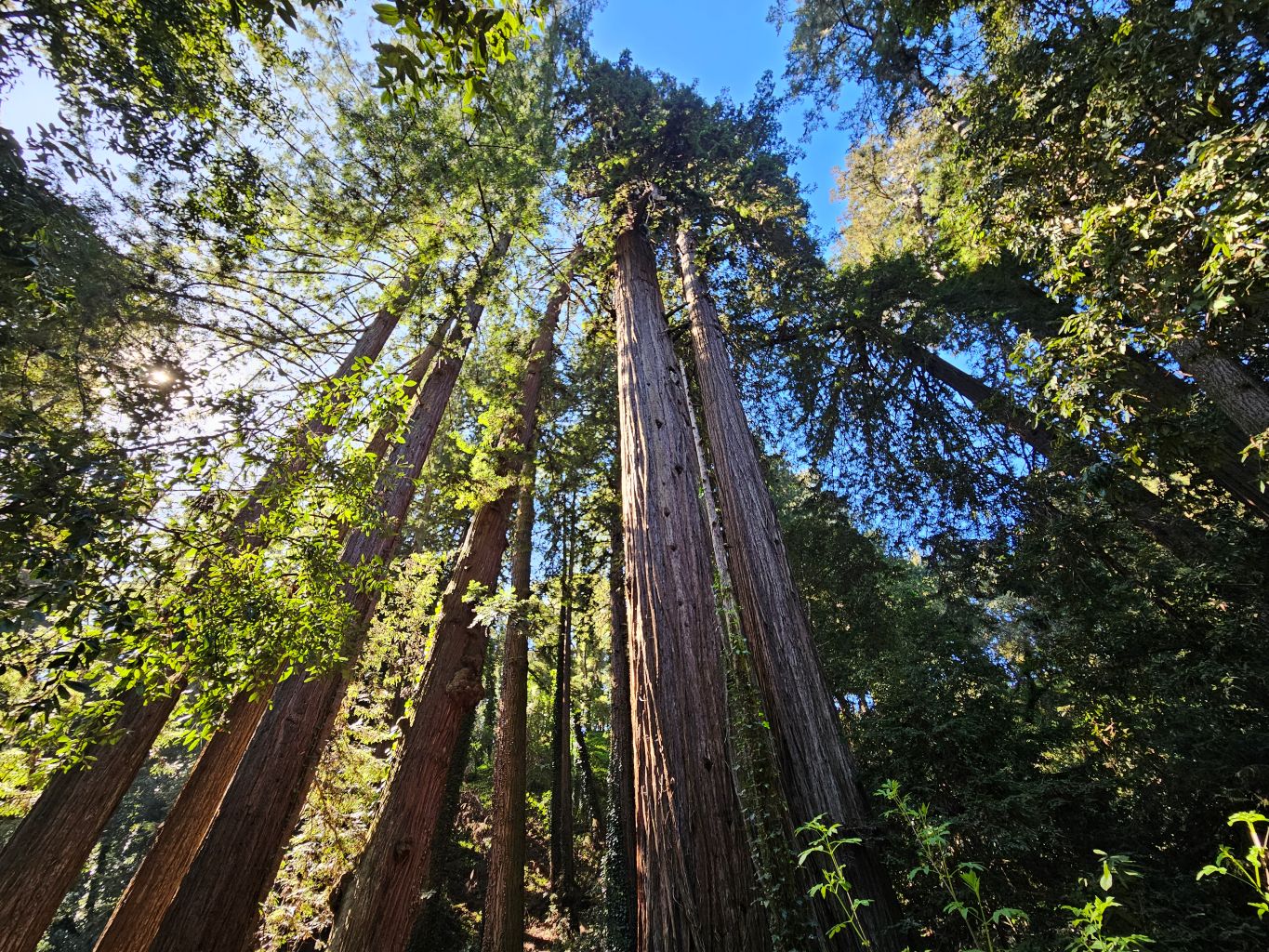 The Forest of Nisene Marks State Park