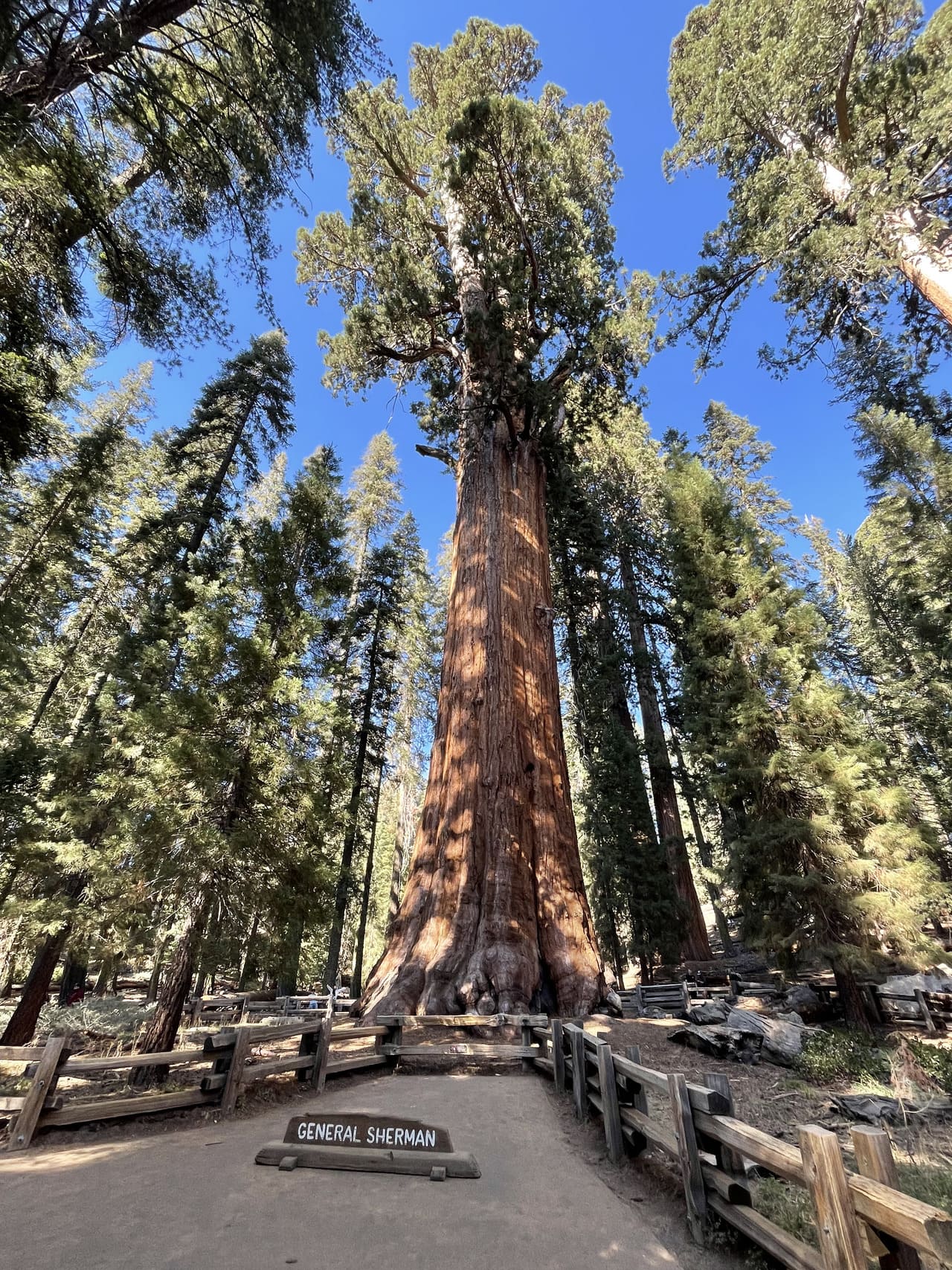 General Sherman Tree