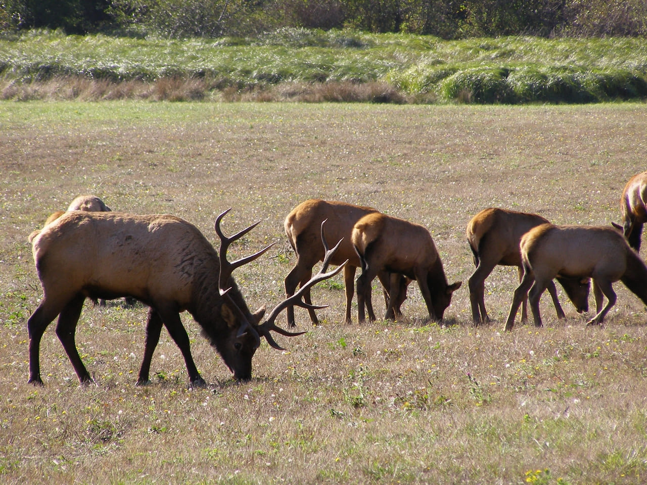 Elk Meadow Picnic Area - Photo by NPS, Public Domain