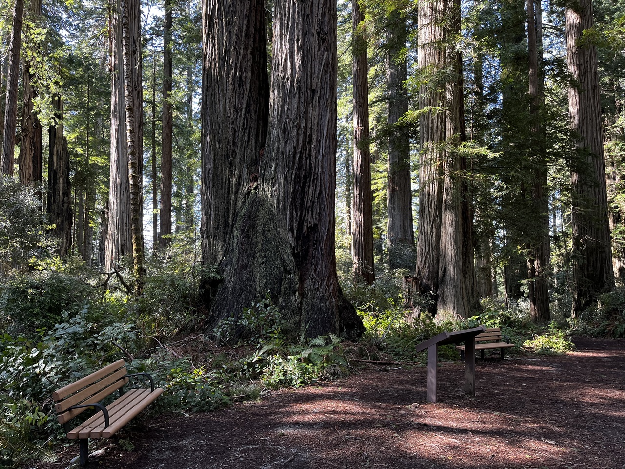 Lady Bird Johnson Grove