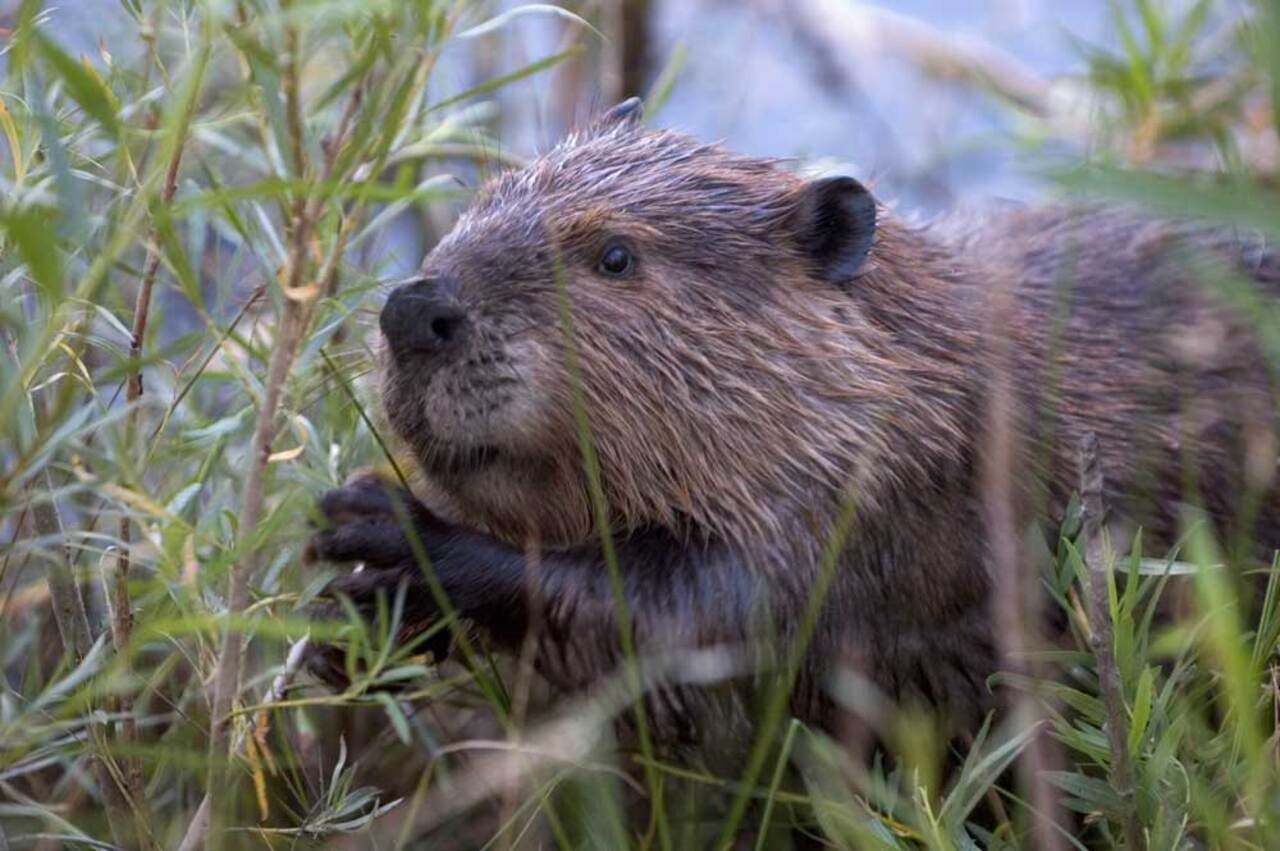 Beaver Marsh - Photo by Cszmurlo, CC BY-SA 3.0, via Wikimedia Commons