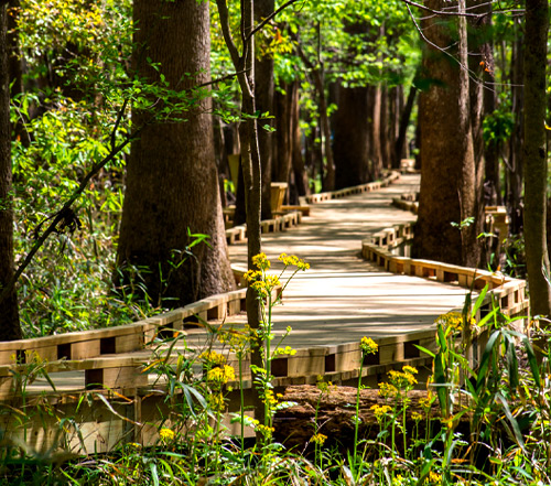 Congaree National Park Walking Tour