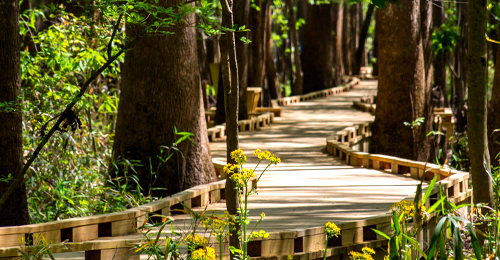 Congaree National Park Walking Tour